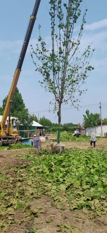 基地直销10-25公分法桐