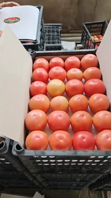元谋县硬粉西红柿产地大量上市