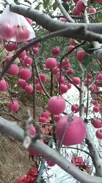 青龙县河北秦皇岛 纸袋红富士 片红条红