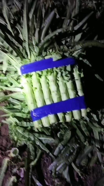 常州莴笋