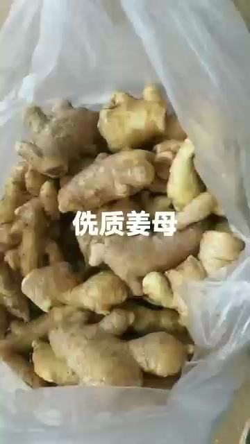 泰安优质老姜母少量上市