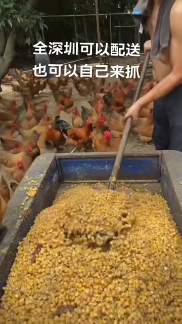 惠州广西灵山土鸡