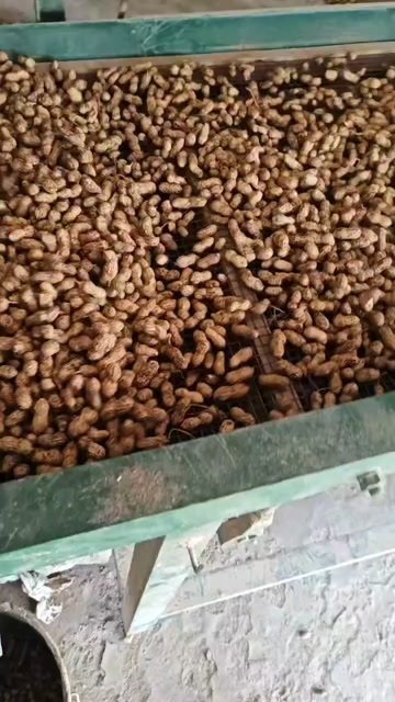 永城市花生