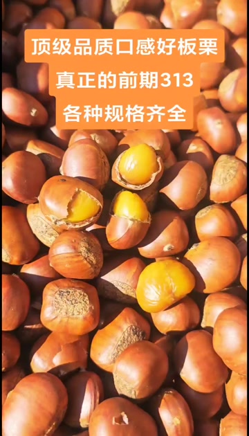 【25年好板栗】迁西板栗3113 遵化板栗 质量好货源稳定