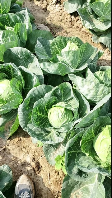邯郸平包菜