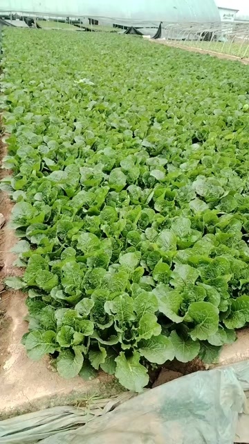 邯郸小白菜