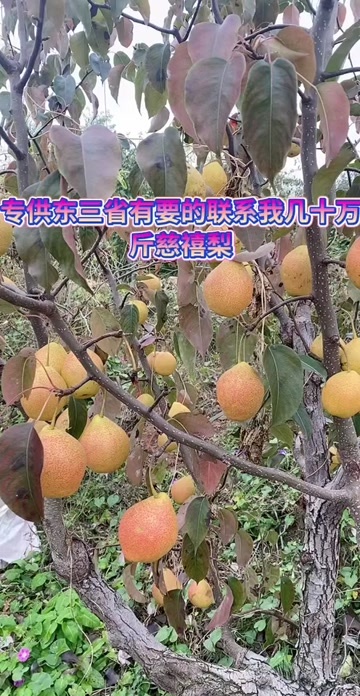 遵化市慈禧梨