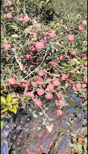 苹果