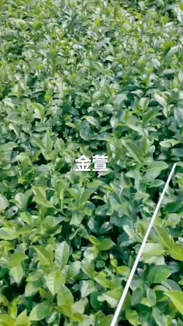 福安市自产自销金萱