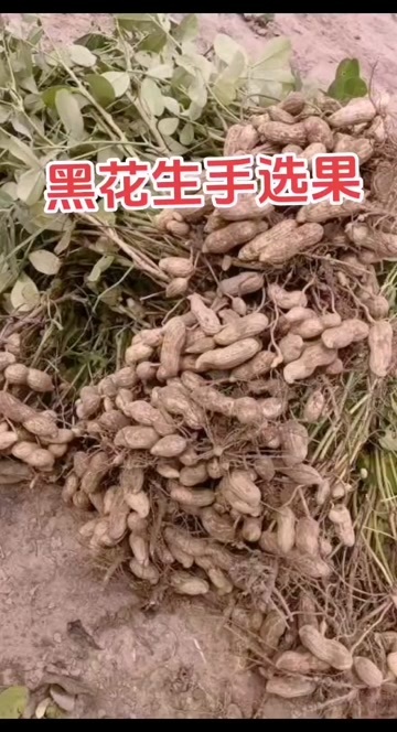 石家庄农场供应精选黑花生果