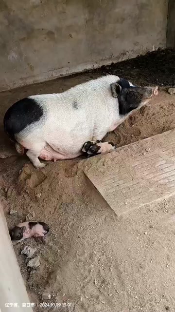 巴马香猪