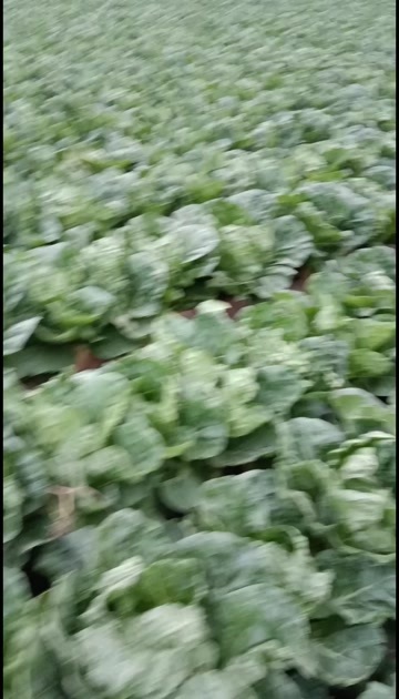 夏阳白菜