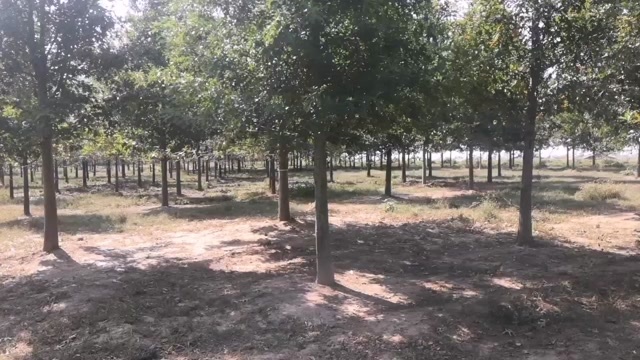 郯城县娜塔栎直径20公分娜塔栎退林价格