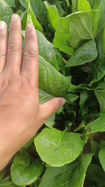 菏泽新鲜大叶菠菜山东菏泽直发