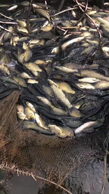 潼南区新鲜草鱼苗 水产养殖专用 生长快速健康新鲜鱼苗供应