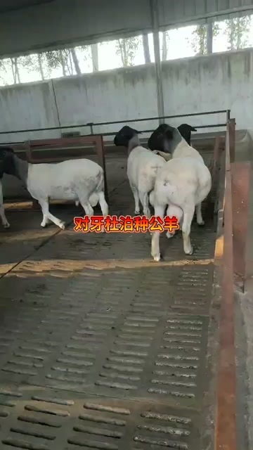 甘肃多胎小尾寒羊规模养殖场甘肃小尾寒羊供求价格,小尾寒羊引种