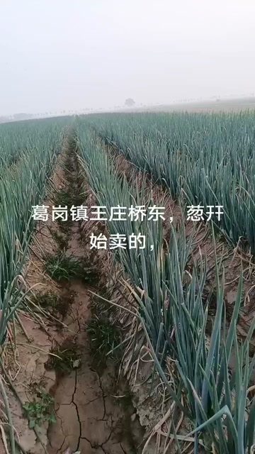 杞县大葱