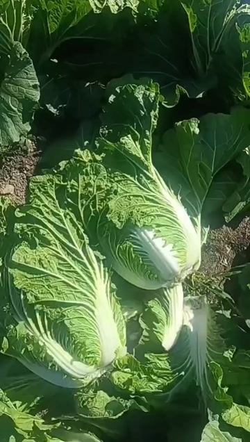 冬储秋王大白菜