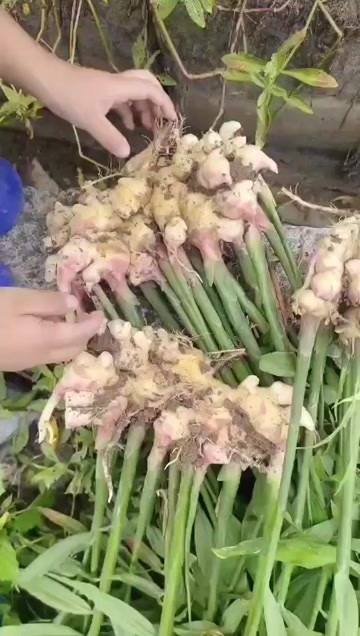 遵义小黄姜