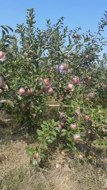 临朐县山地苹果