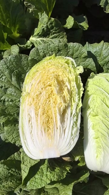 大安市矮白菜