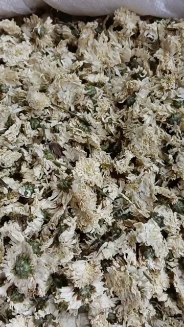 白菊
