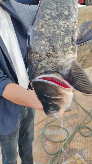 松滋市花鲢  雄鱼  大头  鲢鳙