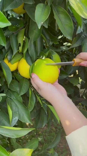 瑞金市正宗江西赣南脐橙纽荷尔新鲜橙子当季水果