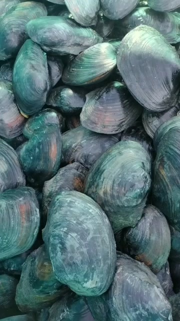 圆顶珠蚌