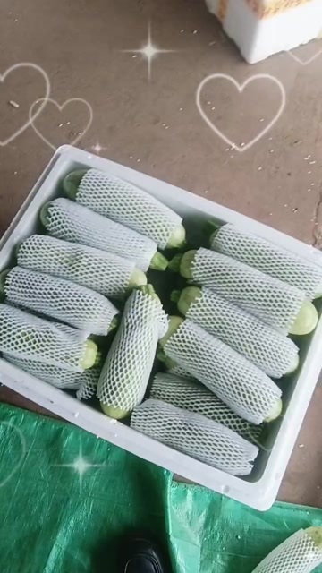 弥勒市西葫芦