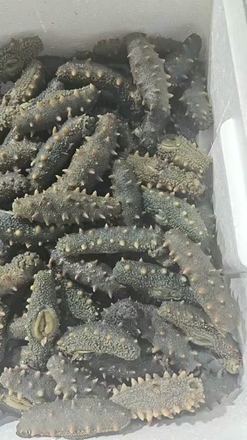 大连嘢生小火半干15头以内，