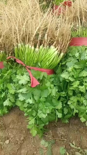 大叶香菜