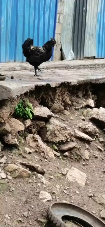宁南县正宗跑山黑乌鸡18个月以上