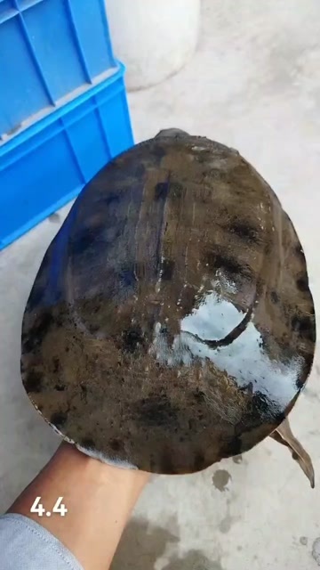 刚出水的