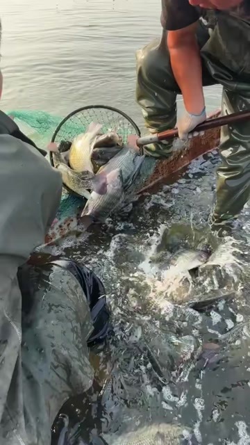 运城罗非鱼批发