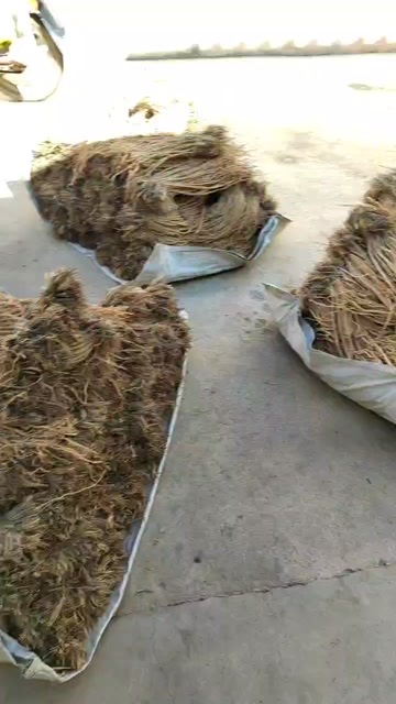 陇西县靓货，有需要的老板欢迎下单