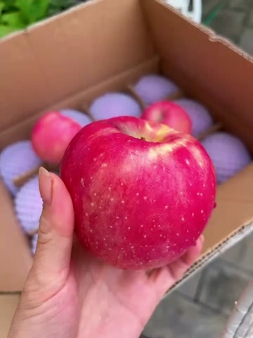 礼县生态种植新鲜采摘糖心富士苹果陇南特产现摘现发