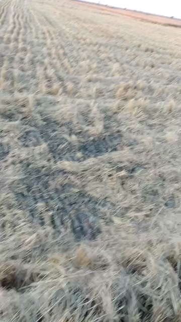 乾安县稻草