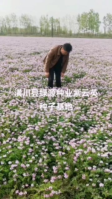 潢川县绿肥种子紫云英