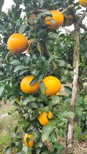 龙山县湘西纽荷尔脐橙
