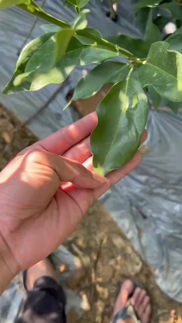 融安县本苗场供应新品种大叶滑皮苗