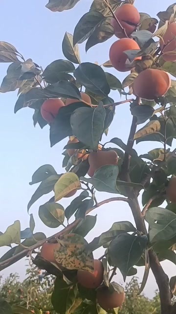 眉县陕西眉县阳丰脆柿子