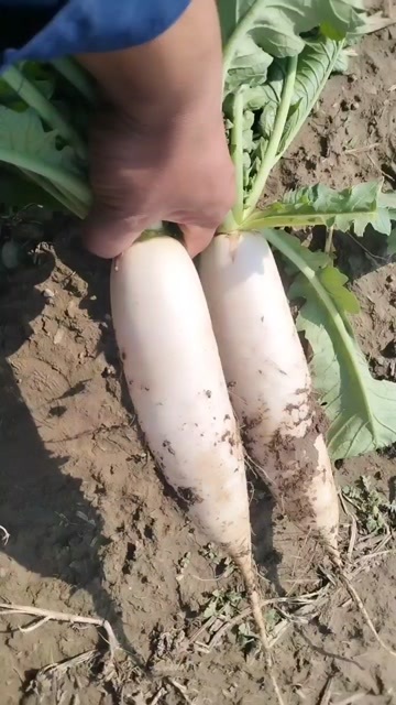 萝卜白萝卜青萝卜胡萝卜各种萝卜