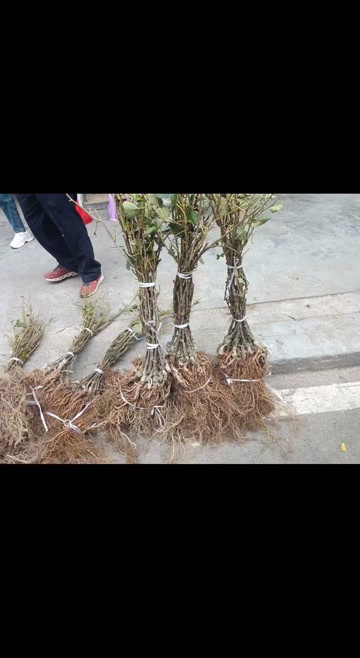 红阳嫁接苗