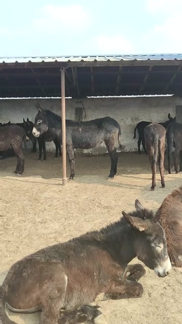 潍坊驴