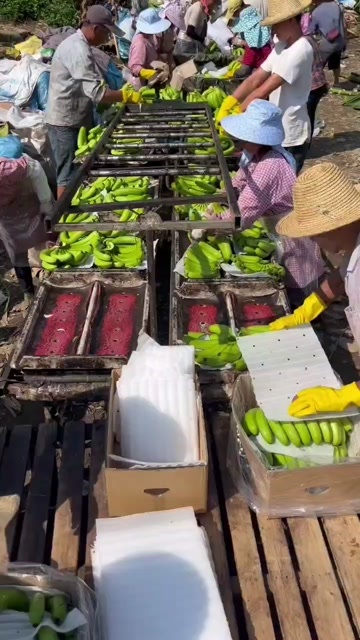金平县精品巴西蕉，产地直发，整车发货。