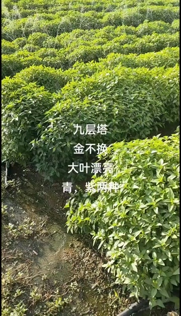 饶平县九层塔（金不换）