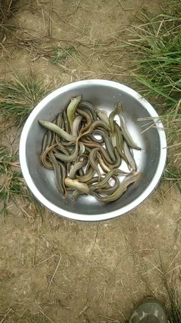 固始县花泥鳅