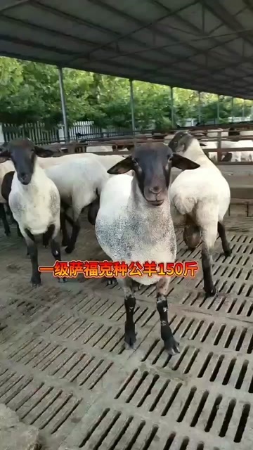 纯种萨福克种羊，怀孕母羊，萨福克绵羊，防疫全做，量大价优，