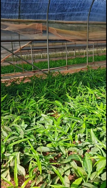 武定县大叶多花不倒苗黄精种苗